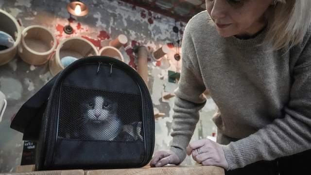 Но и это еще не все — по договору передачи животного, котокафе (как и приют) оставляет за собой право изъять кошку обратно, если за ней ненадлежаще ухаживают