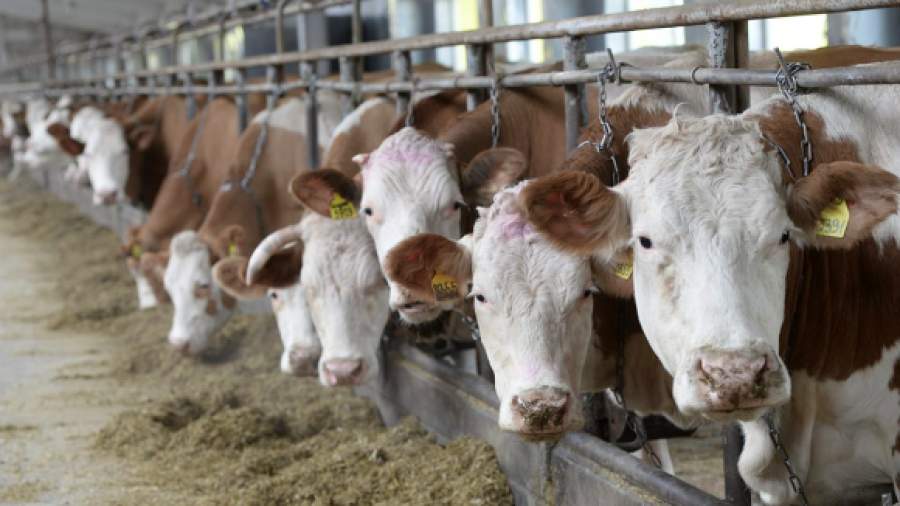 Минсельхоз отобрал 1,5 тыс. инвестпроектов для субсидий