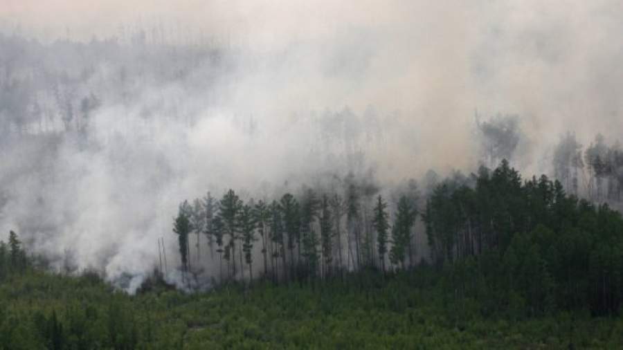 Лесными пожарами скрывают незаконные вырубки