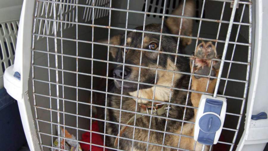 Минприроды усилит законодательную базу в области защиты животных