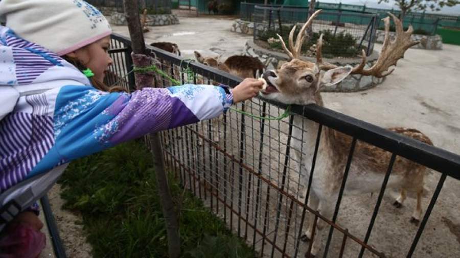 В Крыму за год выросла численность кабанов и благородных оленей