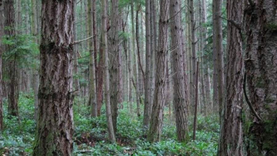 Сергея Шойгу проверят самыми дорогими лесами России