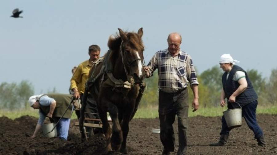 Финны вложились в российский картофель