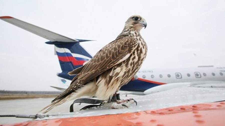 Три неизвестных уравнения Бернулли*