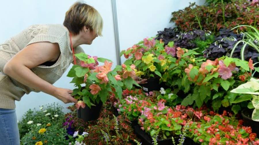 Если цветы попадут под санкции, цены на них вырастут на 20–30%