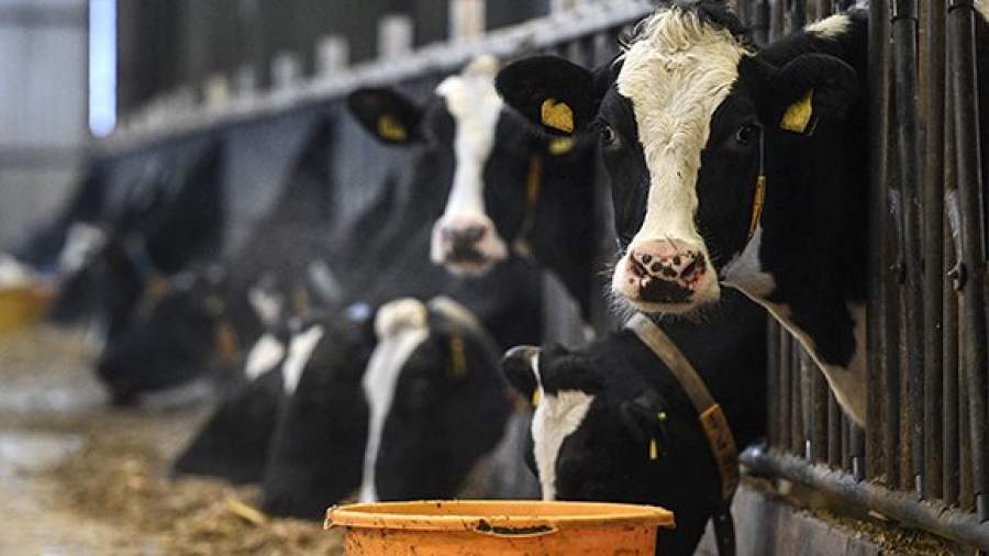 Лейкоз у коровы можно ли пить молоко