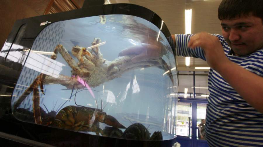 Краб может подешеветь на 50%