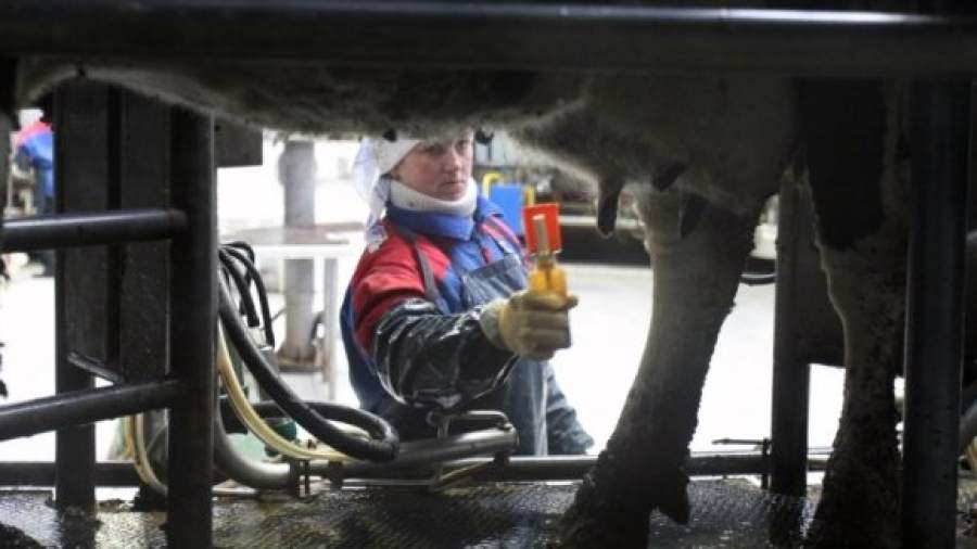 Молодые мамы смогут бесплатно выучиться на доярок или врачей