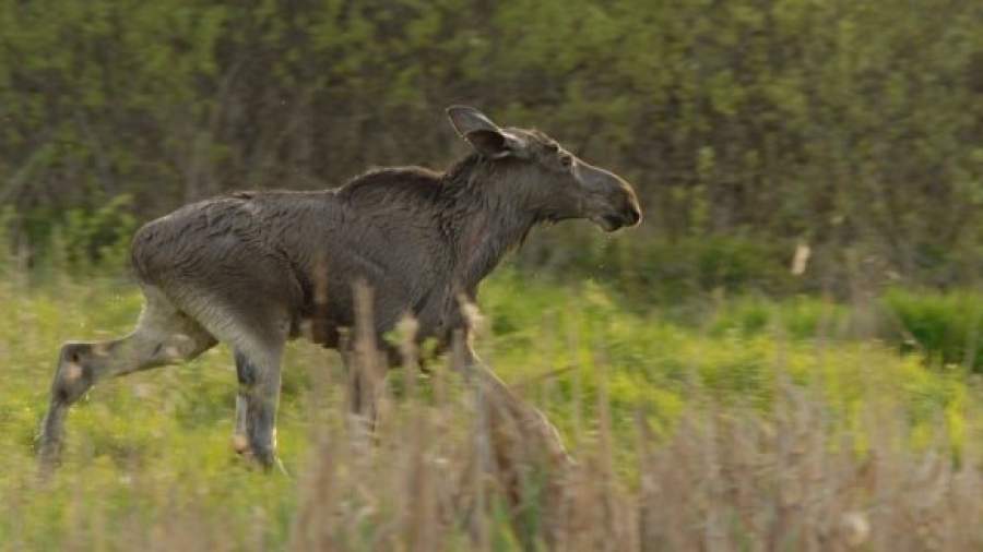 В «Лосином острове» создадут тепличные условия для животных