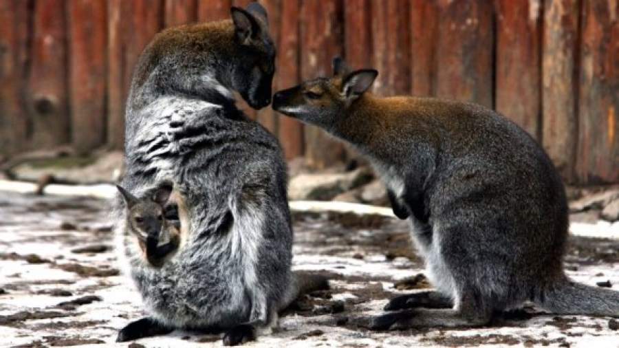 В зоопарке любой москвич сможет провести научное исследование