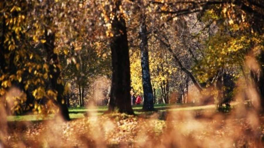 Московские депутаты предлагают возродить систему лесничеств