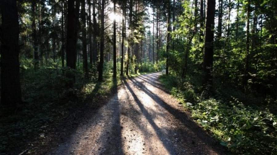 300 га в «новой Москве» очистят от незаконных коттеджей