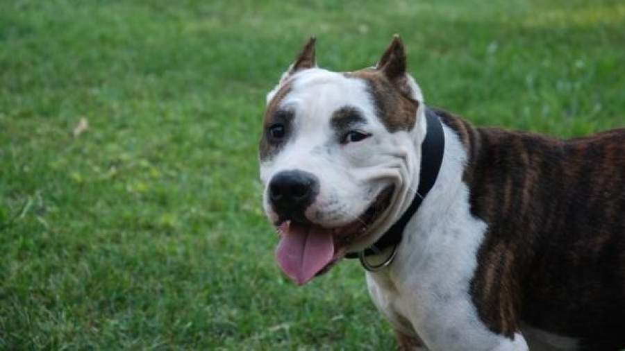 Госдума: выгул собаки без намордника обернется сроком  