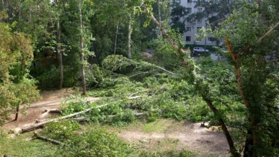Жители не смогли защитить рощу в Коломенском от детского сада