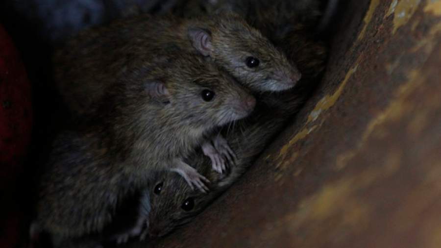 Крыс из Москвы выгонят при помощи ультразвука