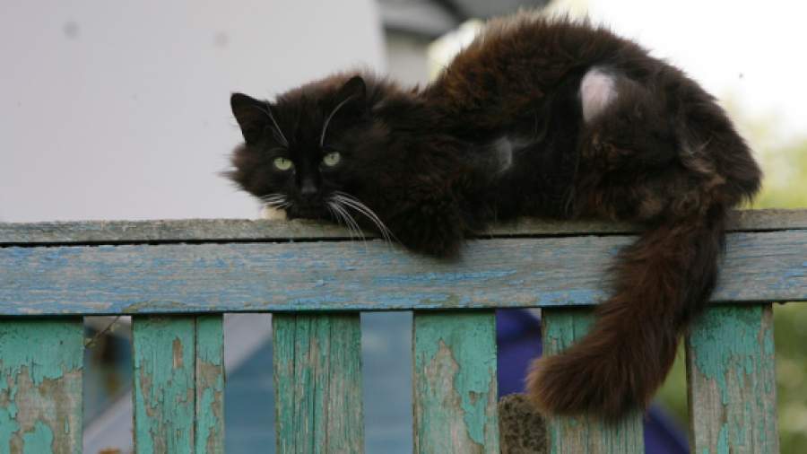 При дачных поселках могут появиться временные приюты для кошек и собак