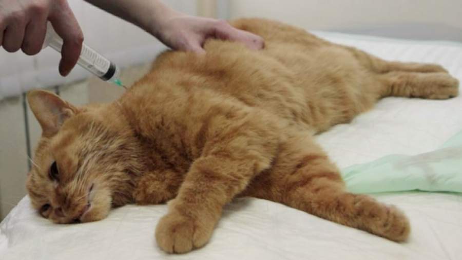 Вакцину от бешенства доставят владельцам животных бесплатно и на дом
