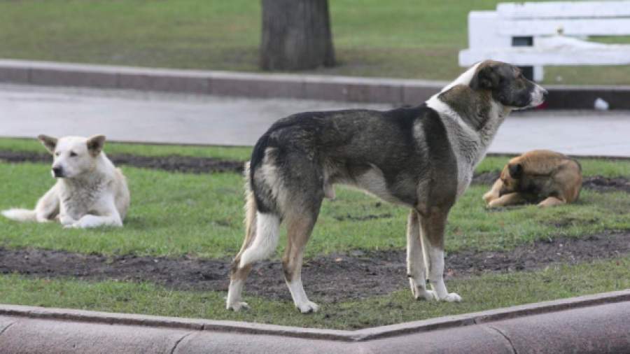 За брошенных собак не будут сажать в тюрьму