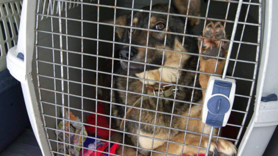 Полиция просит ужесточить статью за живодерство