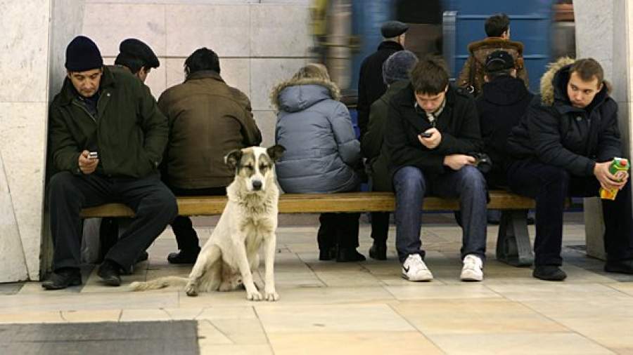 Власти перевоспитают владельцев агрессивных собак 