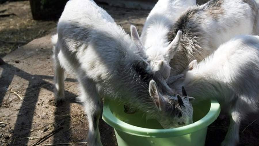 За сельское хозяйство ответит компьютер