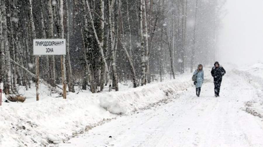 Ущерб Химкинскому лесу компенсируют скворечниками