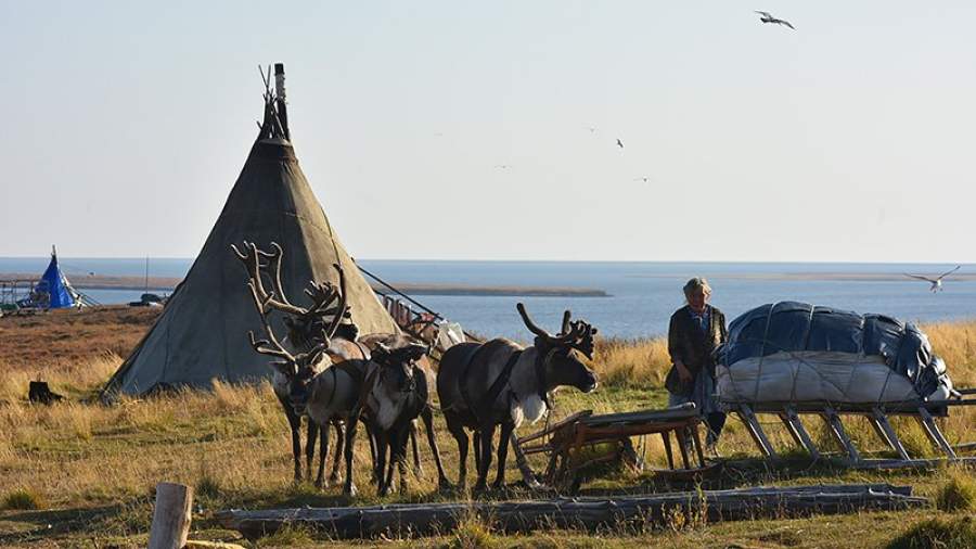 Томские ученые предлагают создавать в сибирской Арктике зеленые оазисы