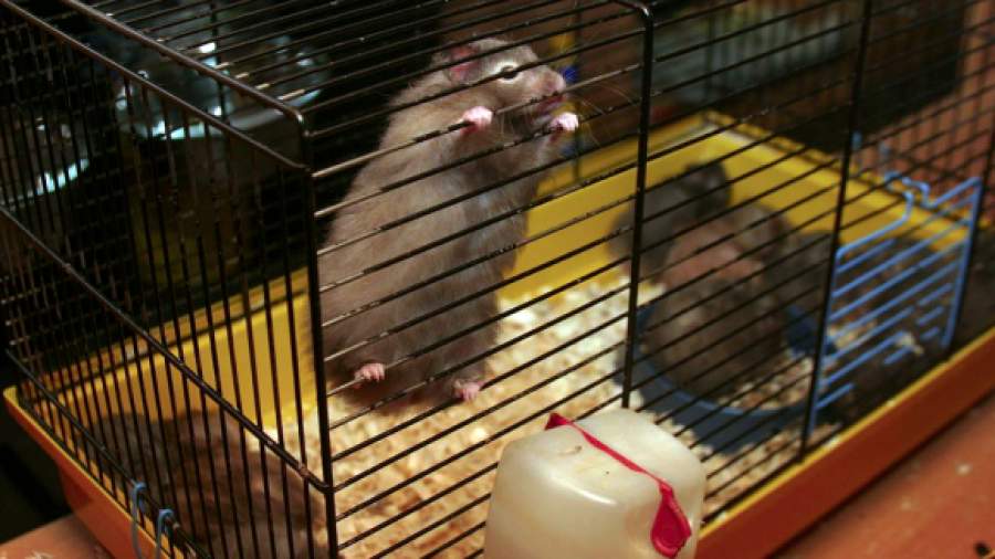 Весной могут закрыться более 50% зоомагазинов