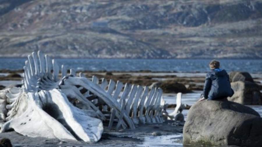 «Левиафан» Звягинцева будет бороться за каннское золото