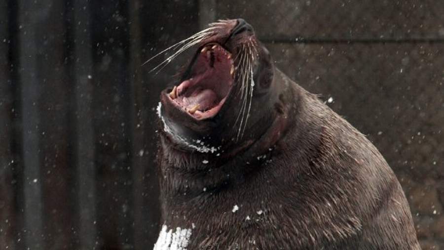 За отлов редких животных вводят уголовную ответственность