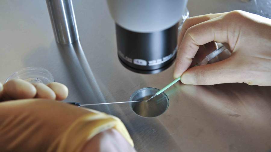 Британские ученые вырастили сердечную ткань из листа шпината