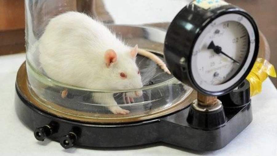 Россия и США отправят 20 мышей на МКС в 2017 году