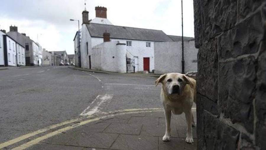 Власти Махачкалы отрицают причастность к массовому отстрелу собак