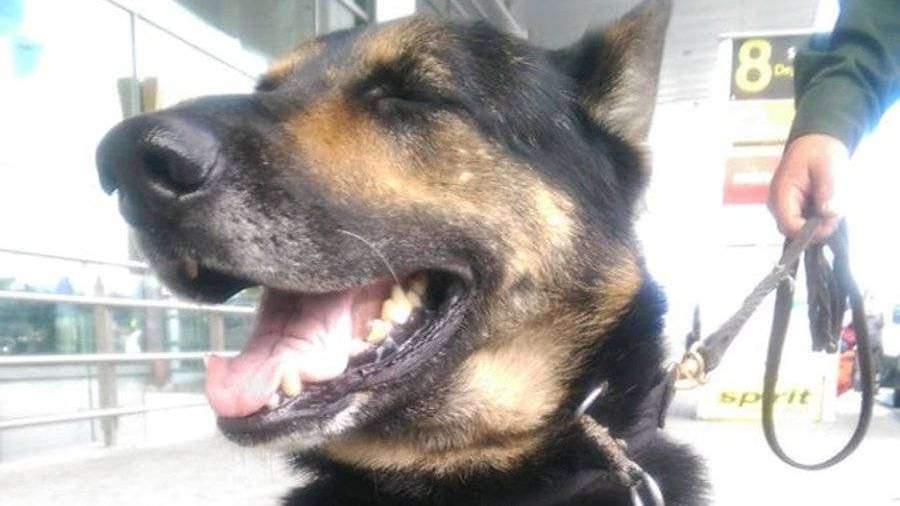 Колумбийская мафия открыла охоту на полицейскую собаку