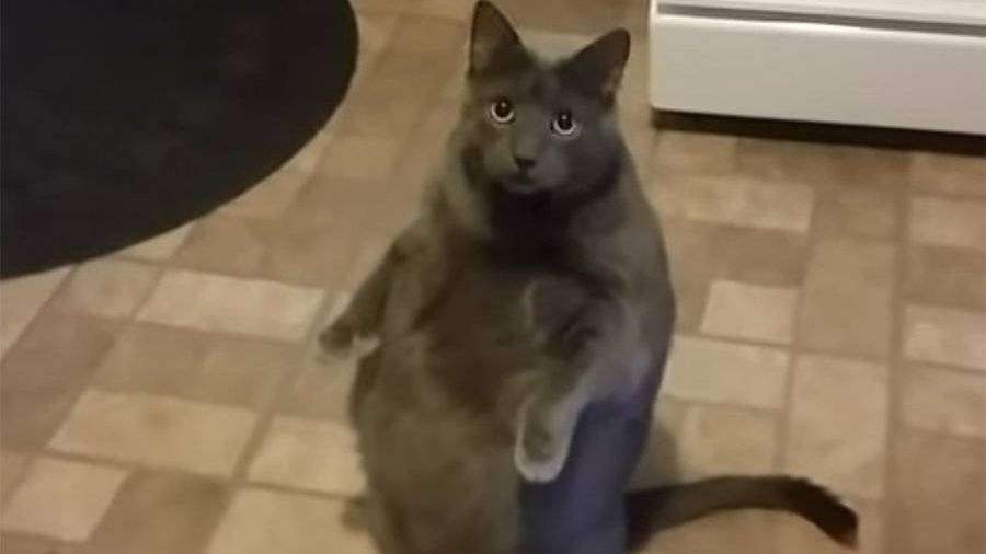 В США через Facebook нашли хозяина толстому коту