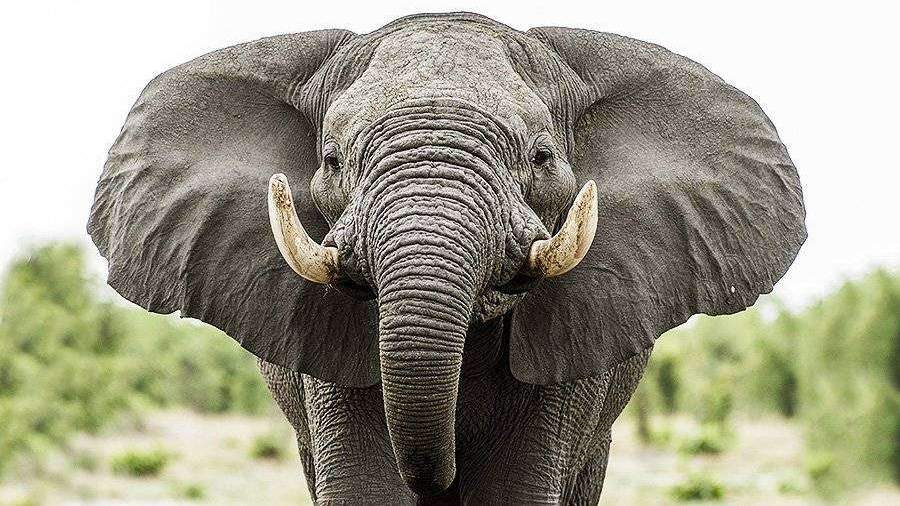 В Африке слон пришёл в лагерь туристов и попытался разгромить фургон