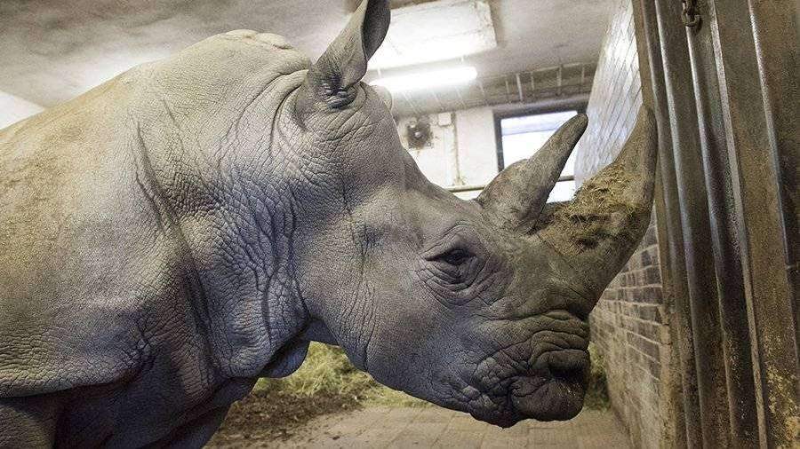 Ребёнок упал в вольер к носорогам в зоопарке США