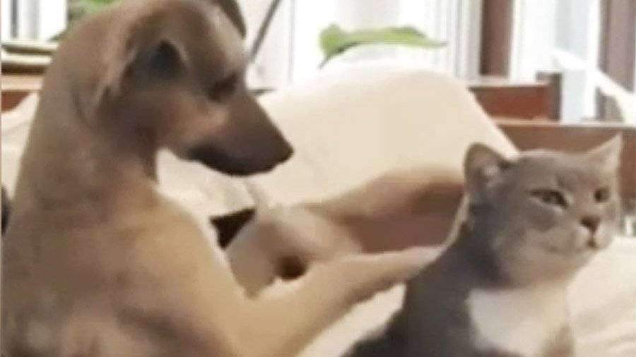 Видео как собака села верхом на кота