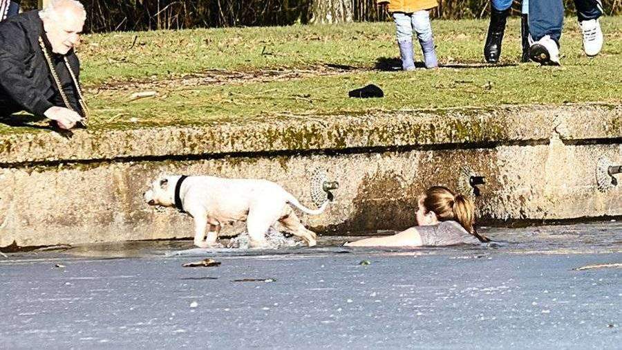 Британка вытащила из ледяного озера тонущего пса и стала героем Интернета