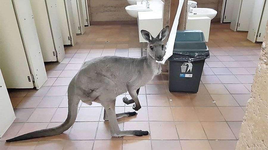 Турист снял на видео кенгуру, который задумчиво ел бумагу в общественном туалете
