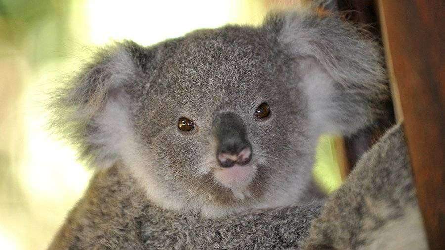 В Австралии коале наложили гипс на лапу