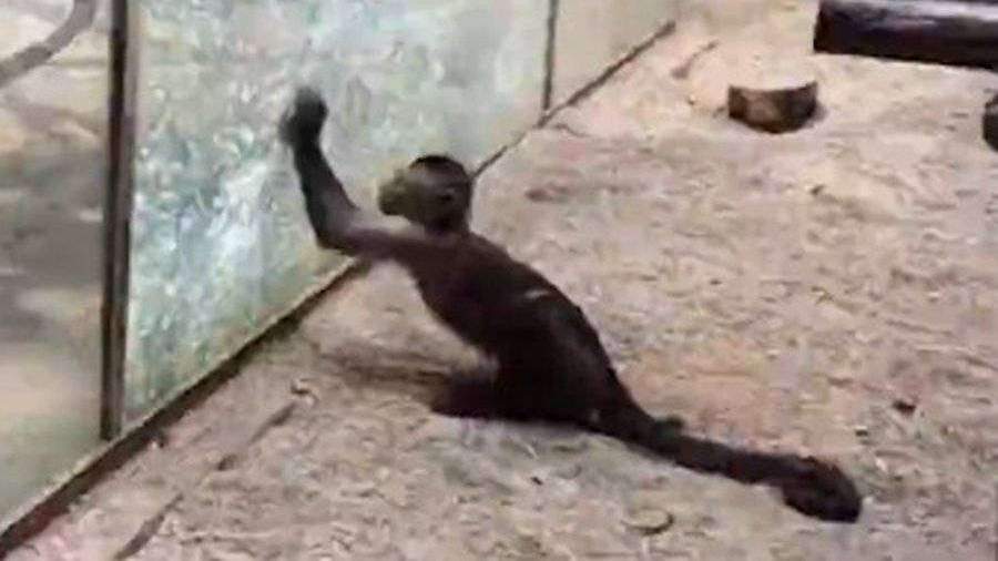 В Китае обезьяна залезла в комнату студентки и съела её зефир