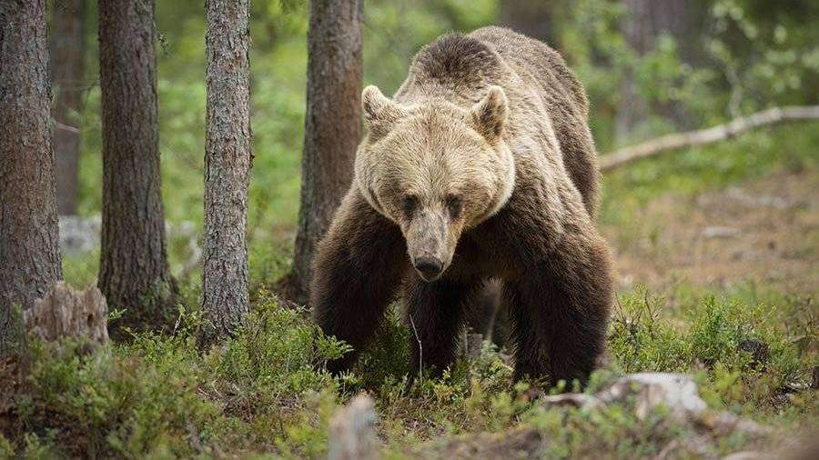 Медведь загрыз пенсионерку в Канаде