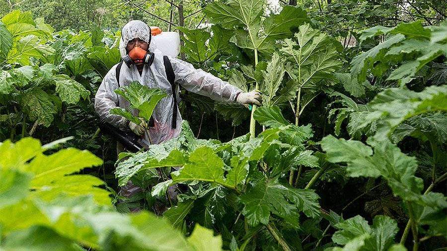 Минсельхоз и РАН разошлись во мнениях по введению карантина на борщевик 