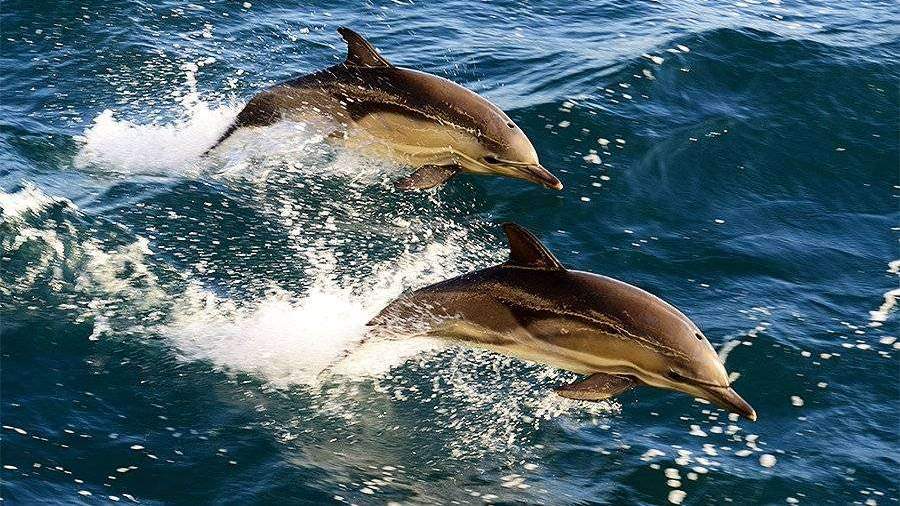 Фото Дельфина В Море