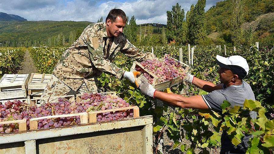 Федеральный проект стимулирование развития виноградарства и виноделия