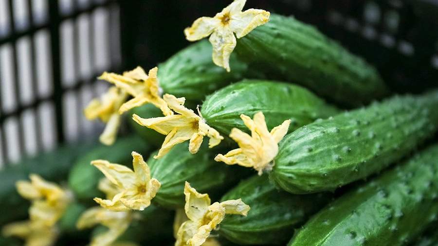 можно ли есть много огурцов свежих каждый день. Смотреть фото можно ли есть много огурцов свежих каждый день. Смотреть картинку можно ли есть много огурцов свежих каждый день. Картинка про можно ли есть много огурцов свежих каждый день. Фото можно ли есть много огурцов свежих каждый день можно ли есть много огурцов свежих каждый день. Смотреть фото можно ли есть много огурцов свежих каждый день. Смотреть картинку можно ли есть много огурцов свежих каждый день. Картинка про можно ли есть много огурцов свежих каждый день. Фото можно ли есть много огурцов свежих каждый день