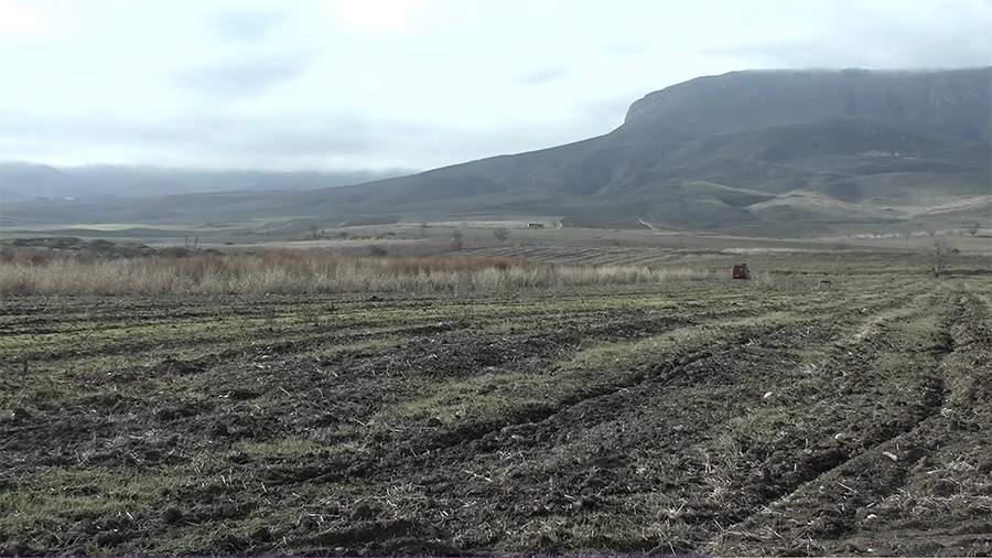 The Russian military ensured the safety of transplanting vineyards in Nagorno-Karabakh