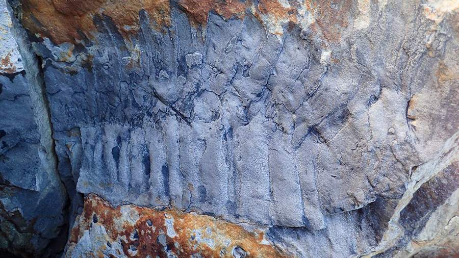A fossil of a three-meter centipede found in England