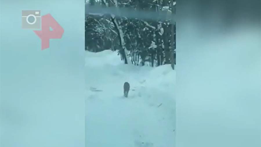 Experts will check the video of the Amur tiger shooting in Primorye